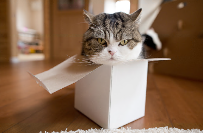 Maru 躺在纸箱里